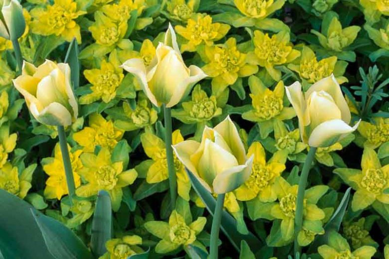 Euphorbia Polychroma, Cushion Spurge,  Many-Colored Spurge, Euphorbia Epithymoides, Yellow flowers, Drought tolerant perennial, Deer resistant perennial, rabbit resistant perennial
