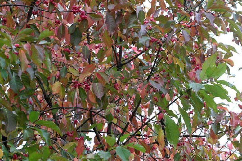 Euonymus Atropurpureus, Eastern Wahoo, Burning Bush, shrubs, fall color, shrub with berries, red leaves