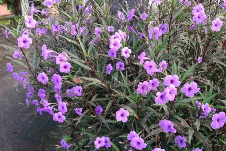Ruellia squarrosa, Water Bluebell, Creeping Ruellia, Trailing Ruellia, Lavender flowers, aquatic plants, groundcover
