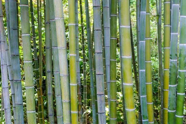 Phyllostachys edulis, Moso Bamboo, Phyllostachys pubescens, Running Bamboo, Evergreen Bamboo, Shade plants, shade perennial, plants for shade, plants for wet soil