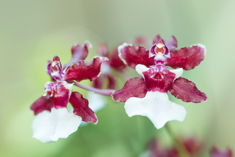 Oncidium, Dancing Lady Orchids, Butterfly Orchids, Fragrant Orchids, Easy Orchids, Easy to Grow Orchids