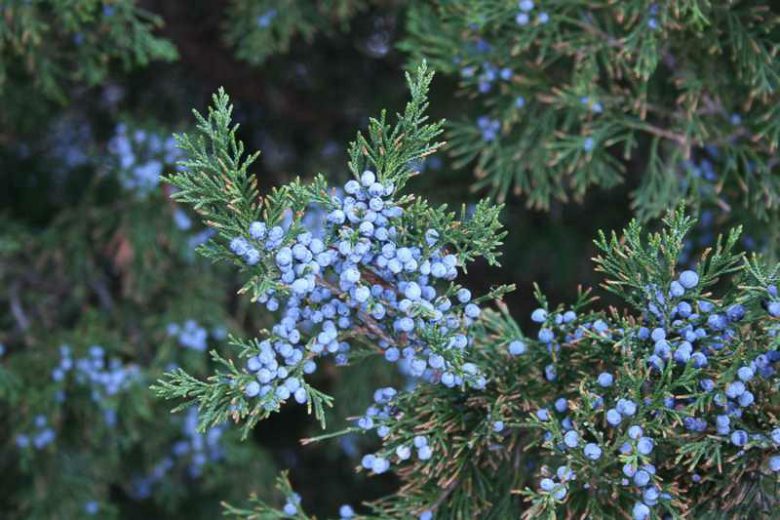 Juniperus virginiana,Cedar Oil Tree 'Canaertii', Eastern Red Cedar 'Canaertii', Pencil Cedar 'Canaertii', Red Cedar 'Canaertii', Virginia Cedar 'Canaertii', Virginia Juniper 'Canaertii', Red Juniper 'Canaertii', Carolina Cedar 'Canaertii', Red Savin 'Canaertii', Baton Rouge 'Canaertii', Evergreen Shrub, Evergreen Tree