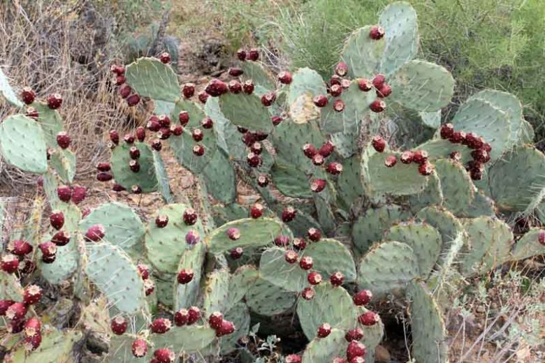 Opuntia engelmannii, Engelmann Prickly Pear, Cactus Apple, succulent, cactus, drought tolerant plant