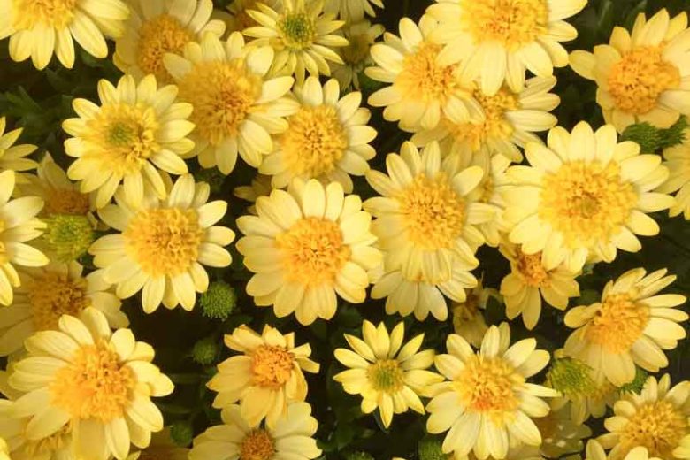 Osteospermum '4D Sunburst', African Daisy '4D Sunburst', Cape Daisy '4D Sunburst', 4D Series, evergreen perennial, evergreen shrub, Yellow flowers