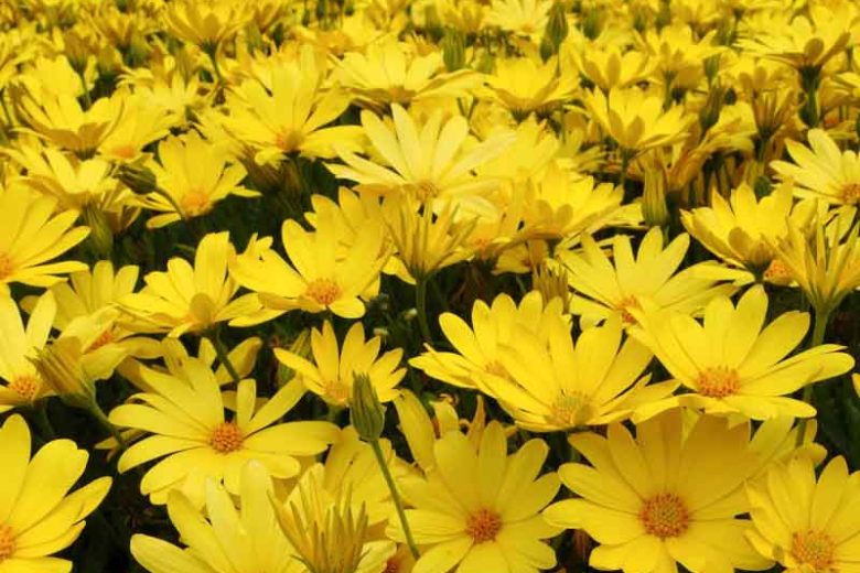Osteospermum 'Voltage Yellow', African Daisy 'Voltage Yellow', Cape Daisy 'Voltage Yellow', Voltage Series, evergreen perennial, evergreen shrub, yellow flowers