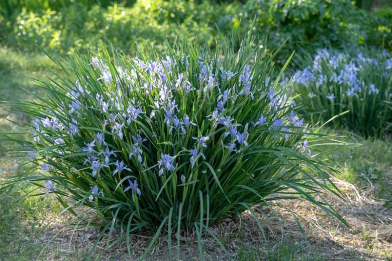 Iris lactea, White-flowered iris, Milky Iris, White-flowered Chinese Iris, Blue Flowers, Blue Iris, White Iris