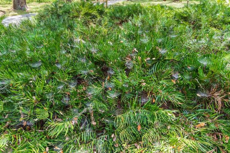 Zamia pumila, Coontie, Florida Arrowroot, Sago Zamia, Jamaica Sago Tree, Comfort Root, Encephalartos pumilus, Palmifolium pumilum