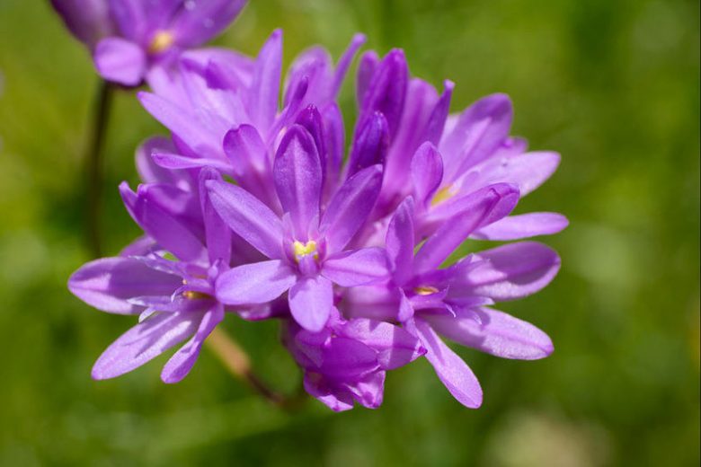 Dichelostemma congestum, Ookow, Fork-Toothed Ookow, Spring Bulbs, Spring Flowers, Purple flowers
