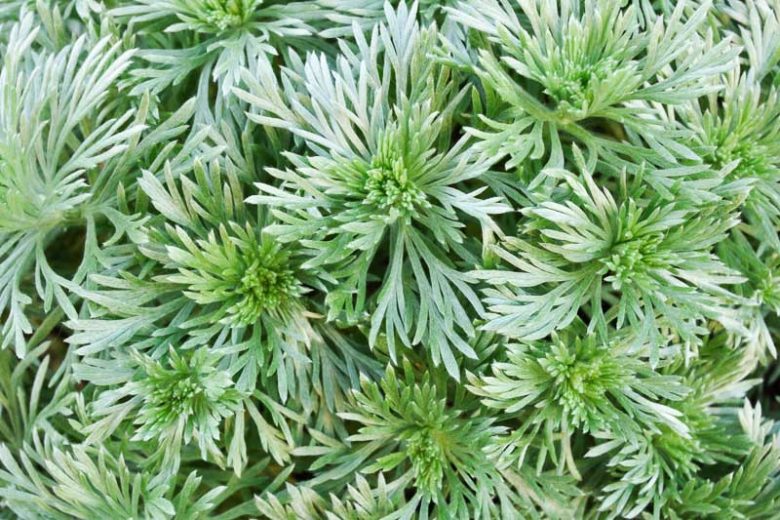 Artemisia Schmidtiana 'Silver Mound', Dwarf Schmidt Wormwood, Wormwood 'Silver Mound, Silver foliage plant, aromatic foliage plant, Silver Mound Artemisia