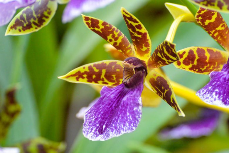 Zygopetalum Orchid, Orchid