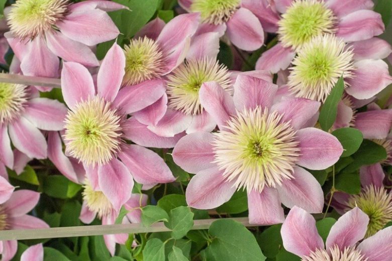 Clematis 'Josephine', Large-Flowered Clematis 'Josephine', Clematis 'Evipo011', group 2 clematis, Double clematis, pink Clematis, Clematis Vine, Clematis Plant, Flower Vines, Clematis Flower, Clematis Pruning,