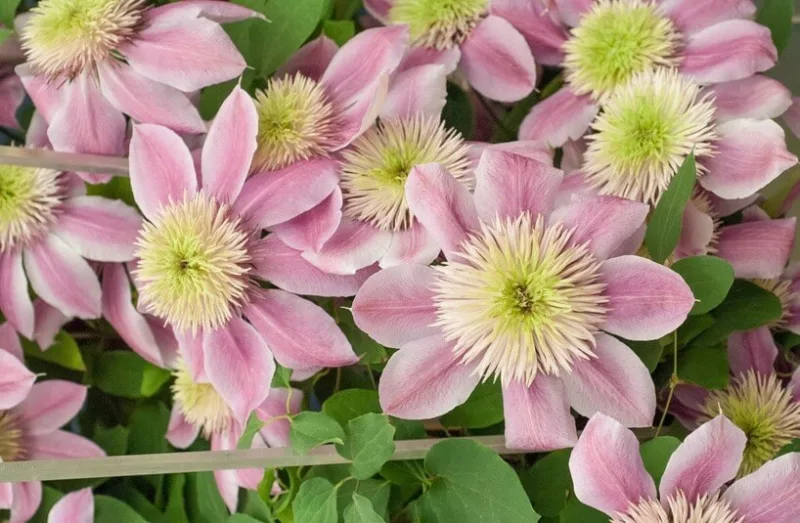 Clematis 'Josephine', Large-Flowered Clematis 'Josephine', Clematis 'Evipo011', group 2 clematis, Double clematis, pink Clematis, Clematis Vine, Clematis Plant, Flower Vines, Clematis Flower, Clematis Pruning,