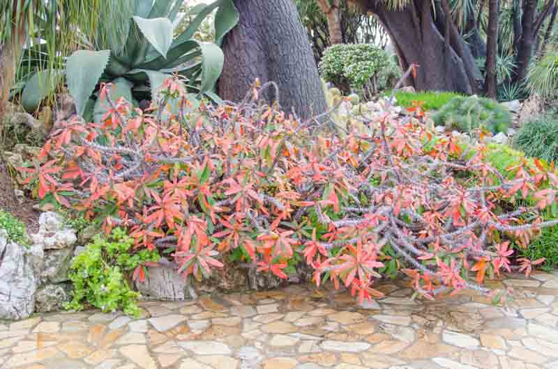succulent opalina Graptoveria 'Opalina' main image 1