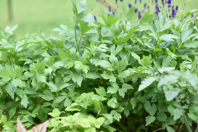 Levisticum officinale, Lovage, Bladderseed, Companion Planting, Culinary Herb, Kitchen Garden