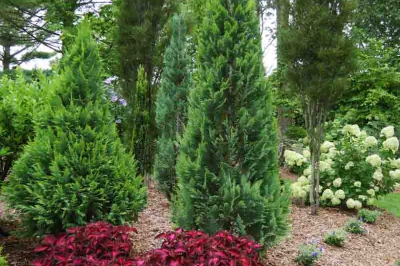 Chamaecyparis lawsoniana Pinpoint® Blue & Gold (Lawson Cypress)
