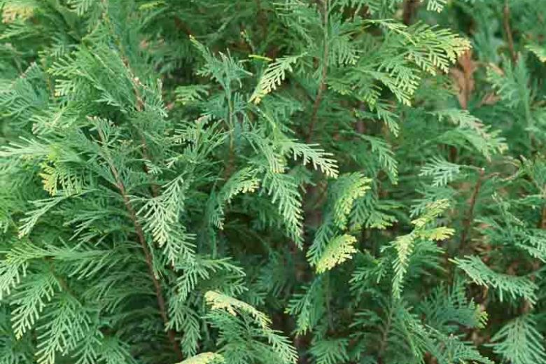 Chamaecyparis lawsoniana Pinpoint® Blue & Gold (Lawson Cypress)