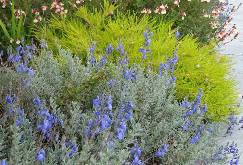 Salvia chamaedryoides, Germander Sage, Mexican Blue Sage, Salvia semiatrata, Blue Sage, Evergreen Sage