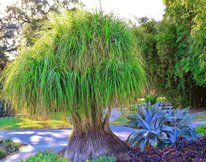 buy pineapple plant Pineapple Plant – Birdy's Herbs & Garden LLC main image 0