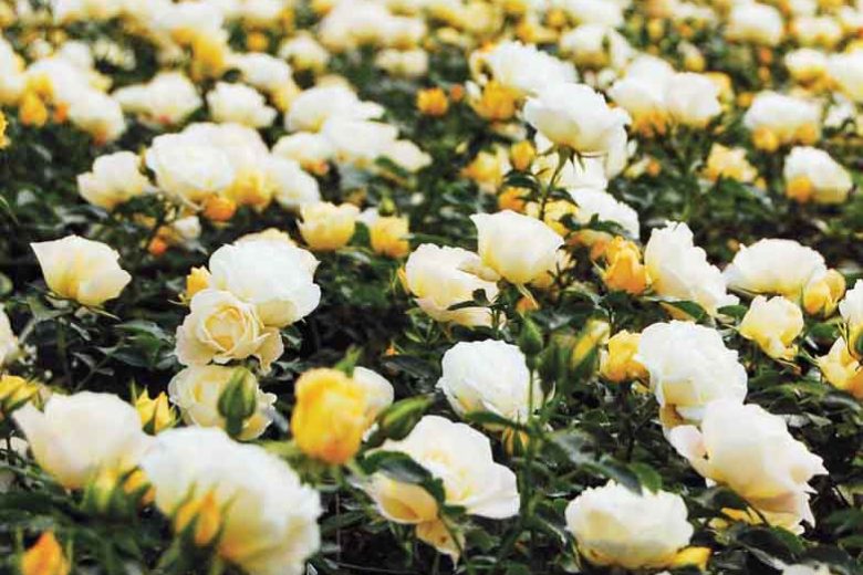 Rosa 'Popcorn Drift', Rose 'Popcorn Drift', Rosa 'Novarospop', Groundcover Roses, White Roses, Yellow Roses, Cream Roses
