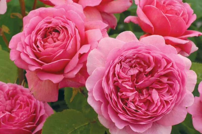 Rose 'Princess Alexandra of Kent' , Rosa 'Princess Alexandra of Kent', English Rose 'Princess Alexandra of Kent', David Austin Rose, English Roses, Shrub roses, pink roses, Container roses