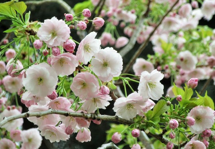 Prunus 'Ichiyo', Japanese Flowering Cherry 'Ichiyo', Cherry 'Ichiyo', Prunus serrulata f. unifolia, Pink flowers, Spring Flowers, White flowers