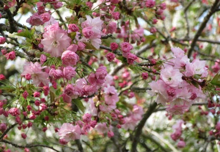 Prunus 'Pink Perfection' (Japanese Flowering Cherry)