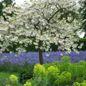 Prunus 'Shirofugen', Japanese Flowering Cherry 'Shirofugen', Cherry 'Shirofugen', Prunus 'Fugenzo', Shiro-Fugen Cherry, Prunus serrulata f. classica, Pink flowers, Spring Flowers, White flowers