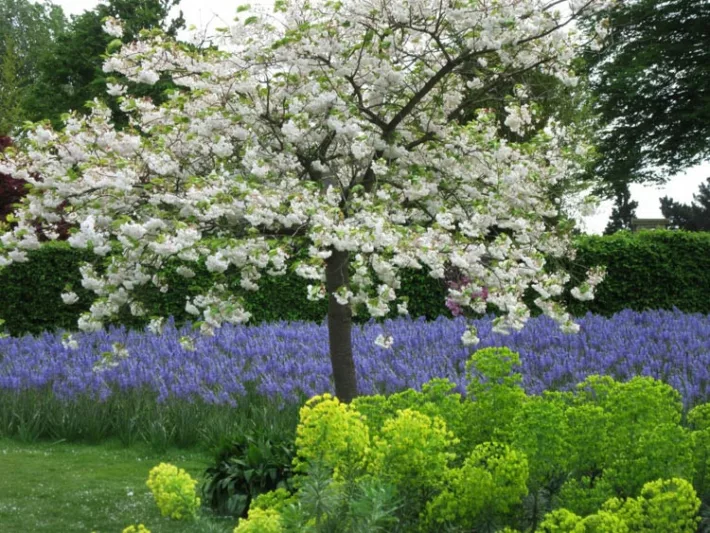 Prunus 'Shirofugen', Japanese Flowering Cherry 'Shirofugen', Cherry 'Shirofugen', Prunus 'Fugenzo', Shiro-Fugen Cherry, Prunus serrulata f. classica, Pink flowers, Spring Flowers, White flowers