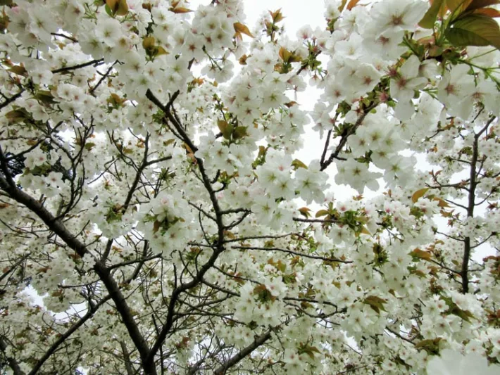 Prunus 'Tai-haku', Japanese Flowering Cherry 'Tai-haku', Cherry 'Tai-haku', Cherry 'Taihaku', Prunus serrulata 'Tai-haku', Great White Cherry, Blossom Tree, Cherry blossom tree, Ornamental Cherry, Spring Flowers, White flowers