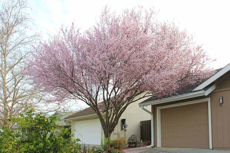 Close view of Prunus cerasifera 'Krauter Vesuvius' pink flowers against purple foliage