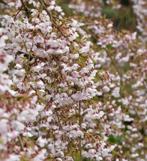 Prunus incisa 'Kojo-No-Mai', Flowering Cherry 'Kojo-No-Mai', Cherry 'Kojo-No-Mai', White flowers, Spring Flowers, Japanese cherry, Flowering cherry tree, Blossom Tree, Cherry blossom tree, Ornamental Cherry
