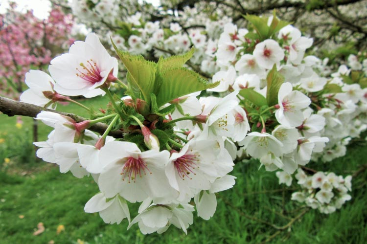 Prunus 'Umineko', Japanese Flowering Cherry, Cherry Blossom, Cherry Tree