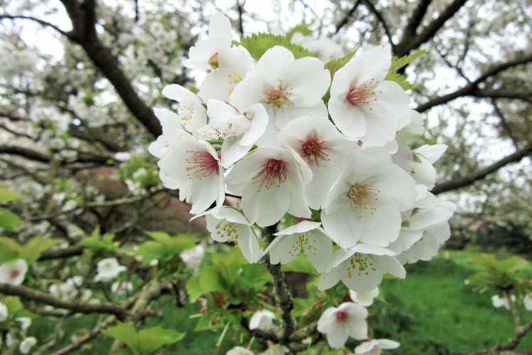 Prunus 'Umineko',Japanese Flowering Cherry 'Umineko', Cherry 'Umineko', White flowers, Spring Flowers, Blossom Tree, Cherry blossom tree, Ornamental Cherry