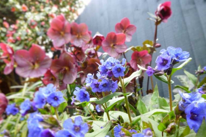 Pulmonaria 'Blue Ensign', Lungwort 'Blue Ensign', Blue Ensign Lungwort, blue flowers, spring flowers
