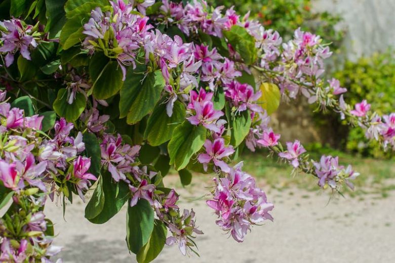 Bauhinia variegata, Purple Orchid Tree, Orchid Tree, Ebony Wood, Mountain Ebony, Camel's Foot Tree, Kuchnar, Pink Flowers, Evergreen Tree