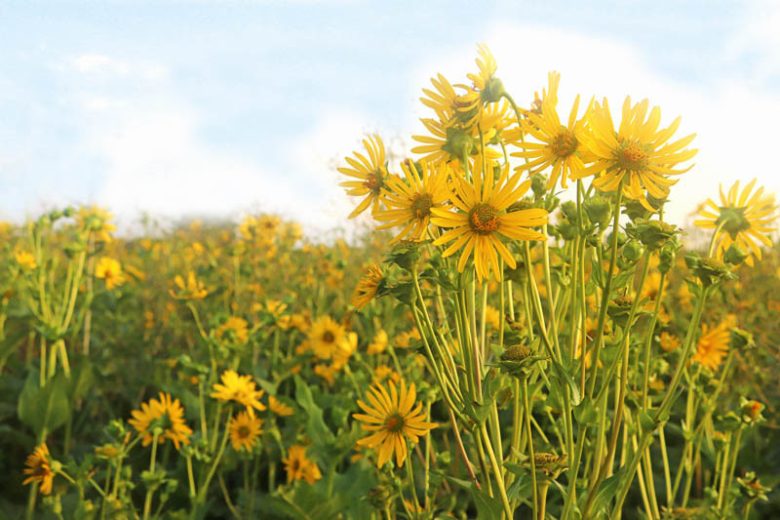 Silphium perfoliatum, Cup Plant, Indian Cup, Cup Rosin Weed, Yellow Flowers, Yellow Perennials