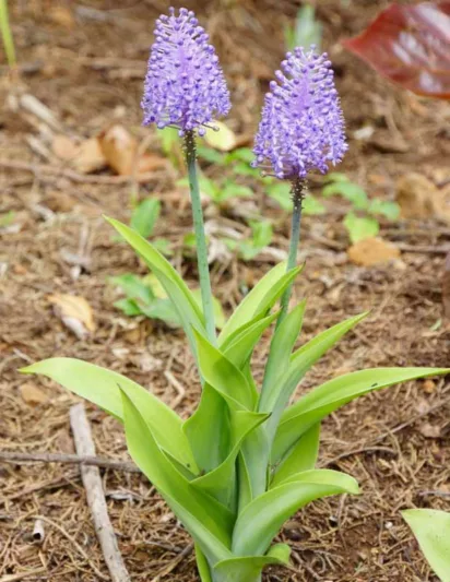Scilla madeirensis, Madeiran Squill, Spring Bulbs, spring flowers, purple flowers