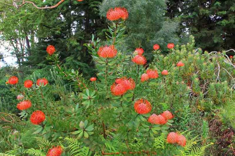Leucospermum cordifolium, Nodding Pincushion, Heart-Shaped Leaved Pincushion Protea Red Pincushion, Red flowers, Mediterranean shrubs, Evergreen Shrubs, Drought tolerant shrubs