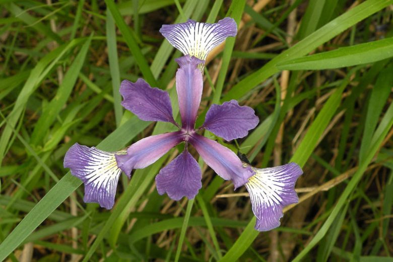 iris prismatica