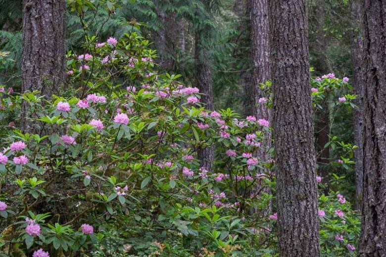 Rhododendron macrophyllum, native rhododendron