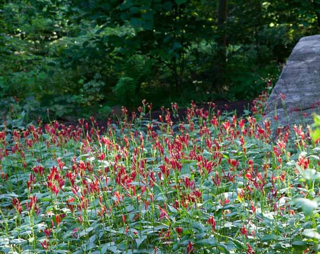 Spigelia marilandica, Indian Pink, Carolina Pink, Maryland Pinkroot, Star Bloom, Worm Grass, Red Flowers