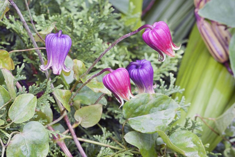 Clematis viorna, Vasevine, Leatherflower, Blue Virgin's Bower, Leather Flower, Vase Vine, Bluebill, group 3 clematis, Purple Flowers