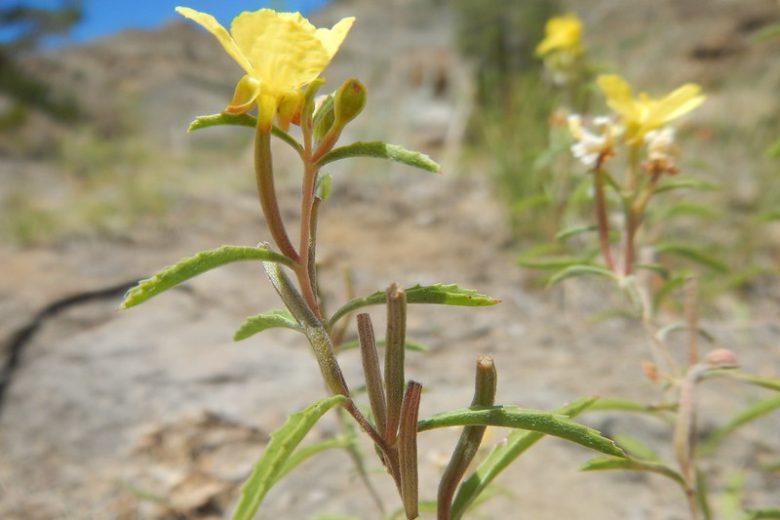 Calylophus serrulatus, Yellow Sundrops, Yellow Evening Primrose, Plains Evening Primrose, Oenothera serrulata, Yellow Flowers, Perennial Flowers