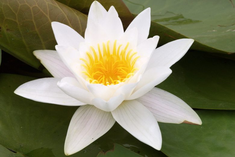 Nymphaea alba, White Water Lily, White Waterlily, Bobbins, Cambie Leaf, Can Dock, Common Water Lily, European White Lily, Flutterdock, Platter Dock