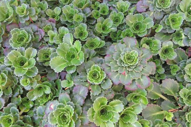 Saxifraga x urbium, London Pride, None-So-Pretty, St. Patrick's Cabbage, Whimsey, Prattling Parnell, Look Up and Kiss Me , Groundcover, Evergreen Groundcover