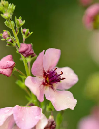 Verbascum 'Southern Charm', 'Southern Charm' Mullein, Verbascum x hybrida ‘Southern Charm’', cream flowers, Orange flowers, Yellow flowers, Architectural plants, Vertical Plants, Deer Tolerant perennials,