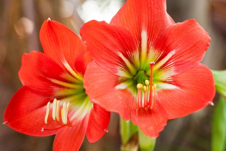 Hippeastrum x johnsonii, St. Joseph's Lily, Hardy Amaryllis, Red Amaryllis, Amarylis Bulbs, Hippeastrum Bulbs, Bicolor Flowers, Bicolor Amaryllis