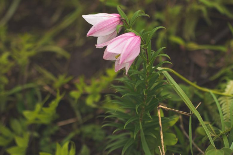 Lilium mackliniae, Manipur Lily, Shirui Lily, Shirui Kashung Timrawon, , Wild Lilies, Showy Lilies, Pink Lilies, Lily flower, Lily Flower