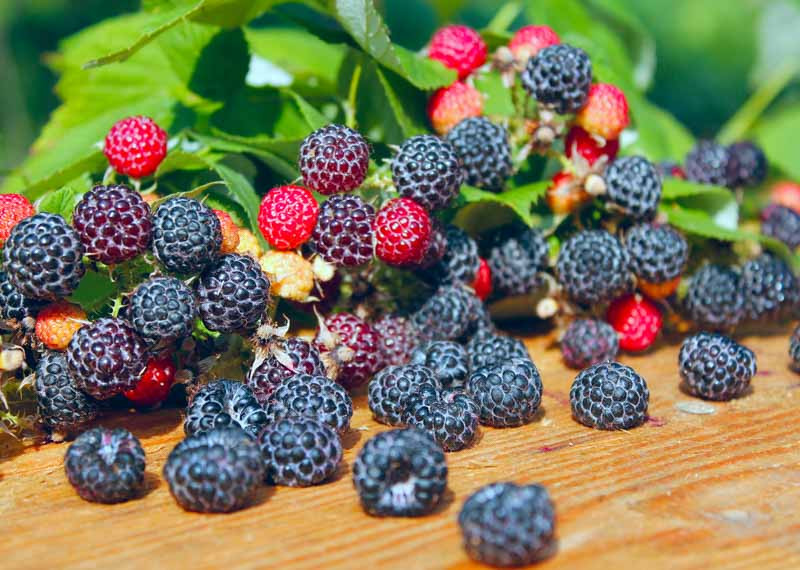 Rubus, Brambles, Rasberries, Blackberries, Dewberries, Boysenberries, Tayberries, Loganberries, Rubus idaeus, Rubus fruticosus, Red berries, Black berries