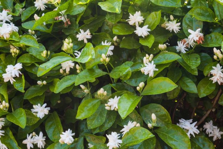 Arabian Jasmine Jasminum Sambac Guide Arabian Jasmine Jasminum Sambac Guide